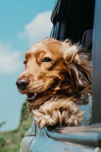 Preview wallpaper dog, cute, pet, car, window