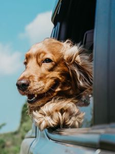 Preview wallpaper dog, cute, pet, car, window