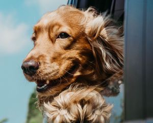 Preview wallpaper dog, cute, pet, car, window