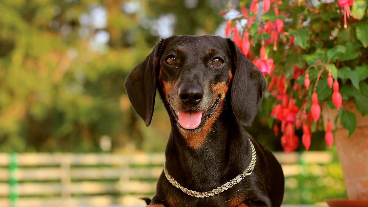 Wallpaper dog, dachshund, face, holiday, collar