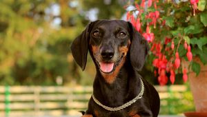 Preview wallpaper dog, dachshund, face, holiday, collar