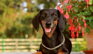 Preview wallpaper dog, dachshund, face, holiday, collar