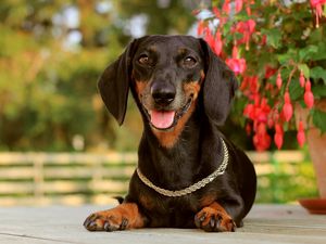 Preview wallpaper dog, dachshund, face, holiday, collar