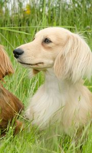 Preview wallpaper dog, dachshund, grass, walk, couple, fluffy