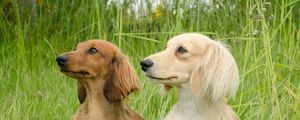 Preview wallpaper dog, dachshund, grass, walk, couple, fluffy