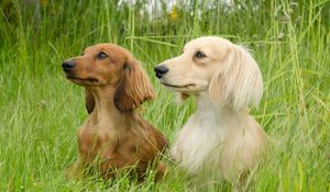 Preview wallpaper dog, dachshund, grass, walk, couple, fluffy