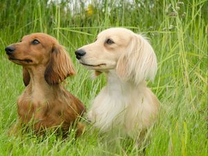 Preview wallpaper dog, dachshund, grass, walk, couple, fluffy