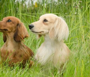 Preview wallpaper dog, dachshund, grass, walk, couple, fluffy