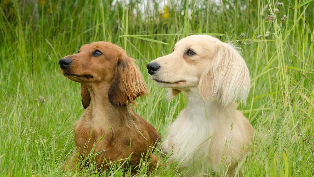 Wallpaper dog, dachshund, grass, walk, couple, fluffy hd, picture, image