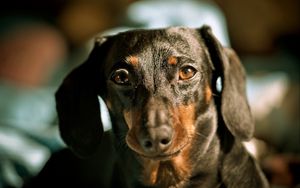 Preview wallpaper dog, dachshund, muzzle, ears