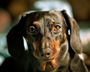 Preview wallpaper dog, dachshund, muzzle, ears