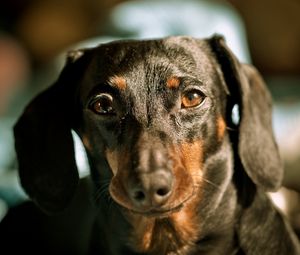 Preview wallpaper dog, dachshund, muzzle, ears