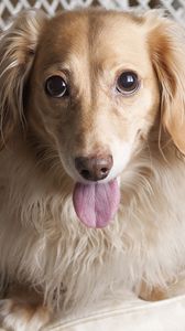 Preview wallpaper dog, dachshund, tongue, eyes, chair