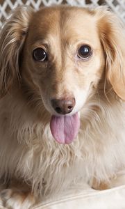 Preview wallpaper dog, dachshund, tongue, eyes, chair