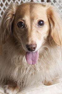 Preview wallpaper dog, dachshund, tongue, eyes, chair