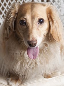 Preview wallpaper dog, dachshund, tongue, eyes, chair