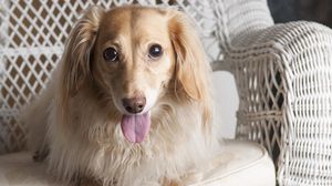 Preview wallpaper dog, dachshund, tongue, eyes, chair