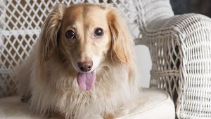 Preview wallpaper dog, dachshund, tongue, eyes, chair