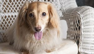 Preview wallpaper dog, dachshund, tongue, eyes, chair