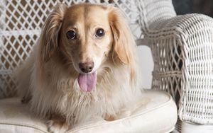 Preview wallpaper dog, dachshund, tongue, eyes, chair