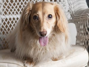 Preview wallpaper dog, dachshund, tongue, eyes, chair