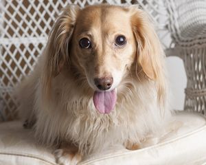 Preview wallpaper dog, dachshund, tongue, eyes, chair