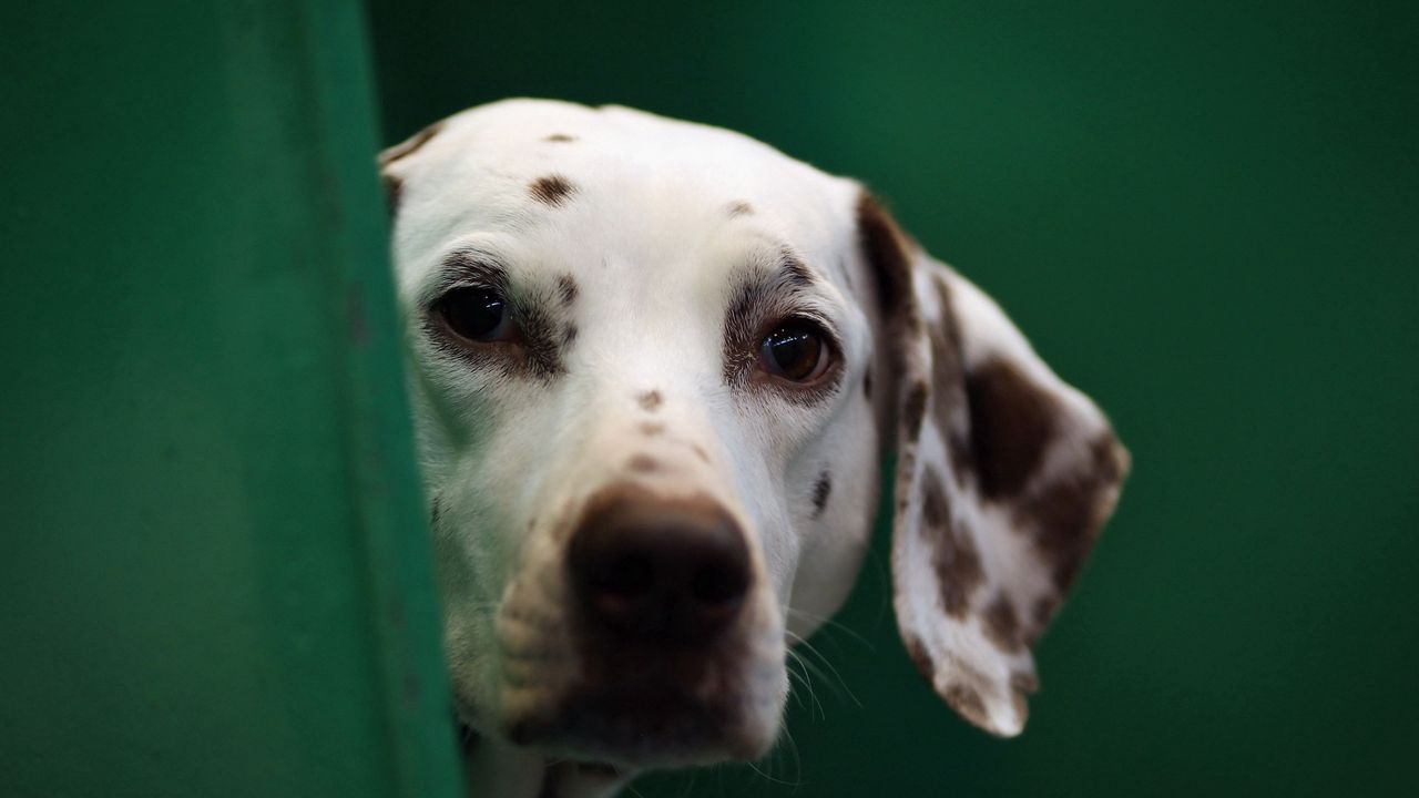 Wallpaper dog, dalmatian, face, blurring