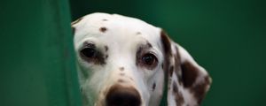 Preview wallpaper dog, dalmatian, face, blurring
