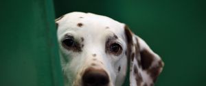 Preview wallpaper dog, dalmatian, face, blurring