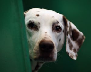 Preview wallpaper dog, dalmatian, face, blurring