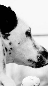 Preview wallpaper dog, dalmatian, face, profile, spotted