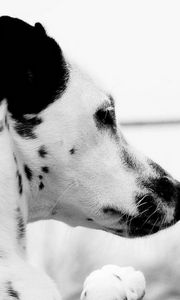Preview wallpaper dog, dalmatian, face, profile, spotted