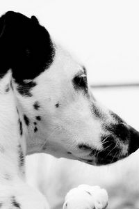 Preview wallpaper dog, dalmatian, face, profile, spotted