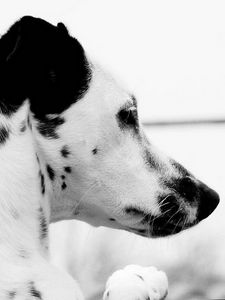 Preview wallpaper dog, dalmatian, face, profile, spotted