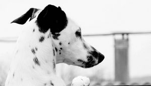 Preview wallpaper dog, dalmatian, face, profile, spotted