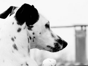 Preview wallpaper dog, dalmatian, face, profile, spotted