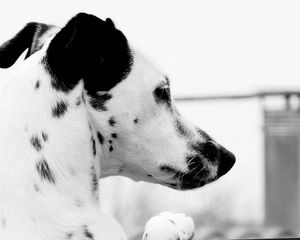 Preview wallpaper dog, dalmatian, face, profile, spotted