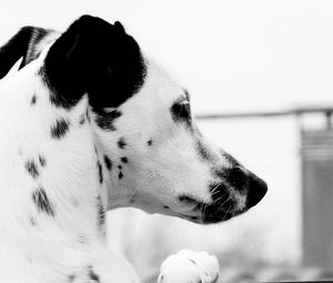 Preview wallpaper dog, dalmatian, face, profile, spotted