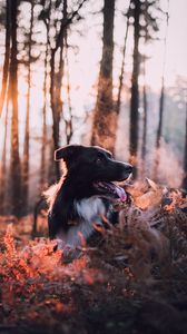 Preview wallpaper dog, dawn, frost, steam, walk, autumn