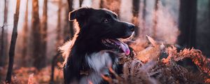 Preview wallpaper dog, dawn, frost, steam, walk, autumn