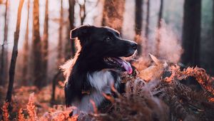 Preview wallpaper dog, dawn, frost, steam, walk, autumn