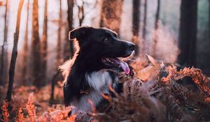 Preview wallpaper dog, dawn, frost, steam, walk, autumn