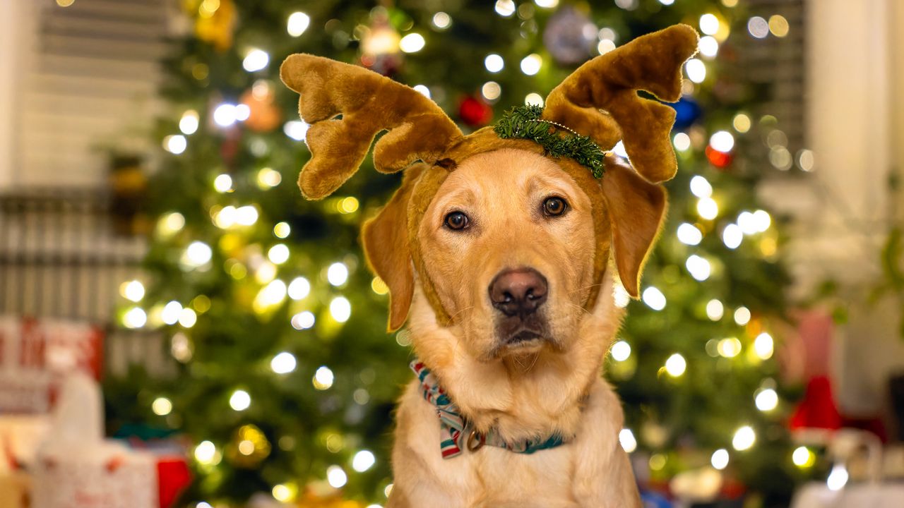 Wallpaper dog, deer, horns, lights, new year, christmas, funny