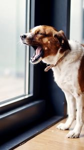 Preview wallpaper dog, door, yawning, standing
