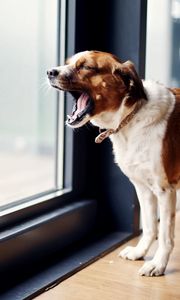 Preview wallpaper dog, door, yawning, standing