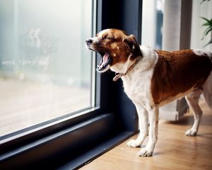 Preview wallpaper dog, door, yawning, standing