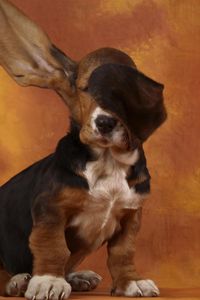 Preview wallpaper dog, ears, fan, wind, heat