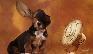 Preview wallpaper dog, ears, fan, wind, heat