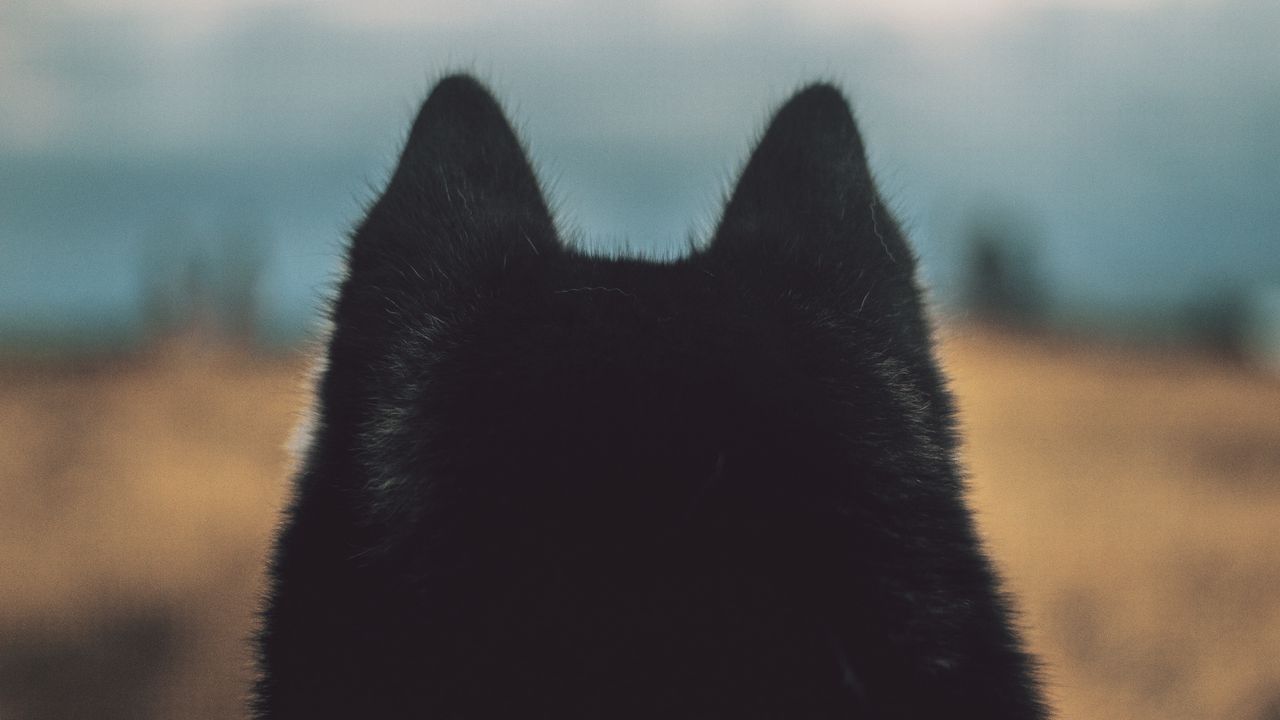 Wallpaper dog, ears, fur