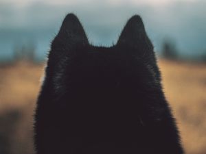Preview wallpaper dog, ears, fur
